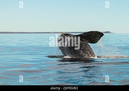 Südlicher rechter Walsprung, Halbinsel Valdes, UNESCO-Weltkulturerbe, Patagonien, Argentinien. Stockfoto