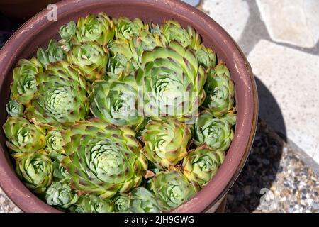 Sempervivum tectorum oder gewöhnlicher Hauswurz in einem Terrakottatopf Stockfoto