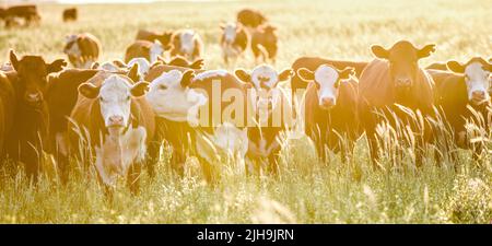 Viehherde auf dem Land von Pampa, Tiere, die auf natürlichen Weiden, Provinz La Pampa, Patagonien, Argentinien, aufgezogen werden. Stockfoto