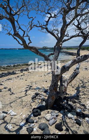 Mahai‘Ula Beach - ein berühmter Lavastrand nördlich von Kona Kailua, Kalaoa HI Stockfoto