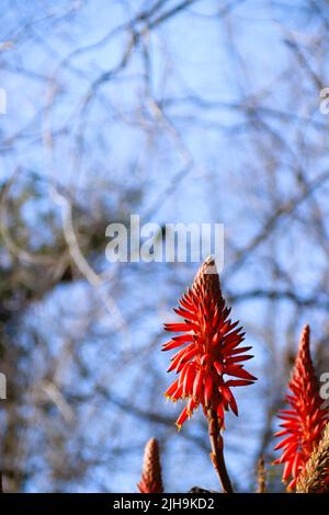 Aloe Vera Blume in Santiago, Chile Stockfoto