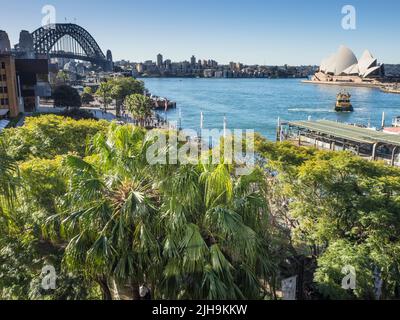 Kohl Palms (Livistona australis) vor Sydney Cove, Circular Quay, mit der Sydney Harbour Bridge, dem Opernhaus und der Hafenfähre. Stockfoto