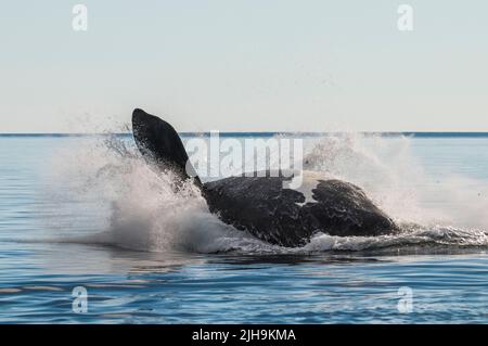 Südlicher rechter Walsprung, Halbinsel Valdes, UNESCO-Weltkulturerbe, Patagonien, Argentinien. Stockfoto