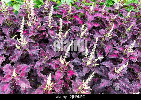 Jährlich, krautig, Pflanze, Coleus 'Schwarzer Drache', Blumenbeet Stockfoto