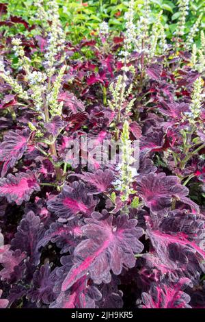 Coleus blumei - Coleus 'Black Dragon' Stockfoto