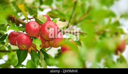 Nahaufnahme von roten Äpfeln, die auf Bäumen in einem nachhaltigen Obstgarten auf einem Bauernhof in einer abgelegenen Landschaft von unten reifen. Anbau von frischen, gesunden Obstprodukten Stockfoto