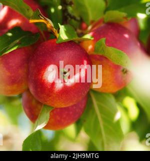 Nahaufnahme von roten Äpfeln, die auf einem Baum mit lebendigen Blättern in einem nachhaltigen Obstgarten auf einem Bauernhof in abgelegener Landschaft reifen. Frisches, gesundes Obst anbauen Stockfoto