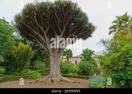 Drachenbaum im Garten von La Orotava, Teneriffa Stockfotografie - Alamy