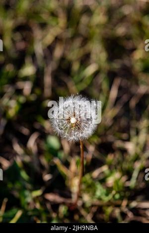 Nahaufnahme eines Dandelions vor einem verschwommenen Hintergrund Stockfoto