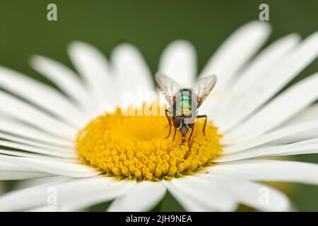 Nahaufnahme einer Fliege, die Nektar auf einer weißen Marguerite-Gänseblümchen in einem privaten oder abgeschiedenen Hausgarten füttert. Makro- und Texturdetails von geläufigen Grüntönen Stockfoto