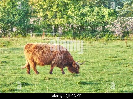 Eine Hochlandkuh, die morgens auf einem Feld grast. Ein braunes Nutztier oder Säugetier, das grünes Gras auf einer frischen Heidewiese frisst. Vieh oder Vieh Stockfoto