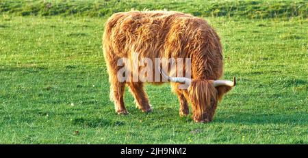 Ein Hochlandrind, das morgens auf einem Feld grast. Ein braunes Nutztier, das auf einer Wiese steht, während es frisches grünes Gras frisst. Volle Länge einer Kuh Stockfoto