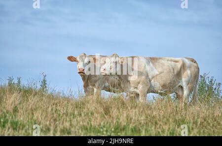 Gras fütterte Jersey-Kühe auf der Weide, weidete und zog für die Milch-, Fleisch- oder Rindfleischindustrie auf. Die ganze Länge von zwei haarigen Viehtieren, die zusammen stehen Stockfoto