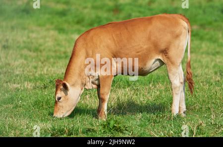 Braunes Kalb beim Fressen und Beweiden auf grünem Ackerland auf dem Land. Kuh oder Vieh auf einem offenen, leeren und abgeschiedenen grünen Wiese oder stehen Stockfoto