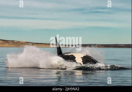 Südlicher rechter Walsprung, Halbinsel Valdes, UNESCO-Weltkulturerbe, Patagonien, Argentinien. Stockfoto