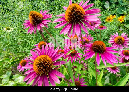 Große Blütenköpfe, Kegelblumen, Echinacea purpurea, purpurrote Blütenblume, attraktive Blütenköpfe im Sommergarten Stockfoto