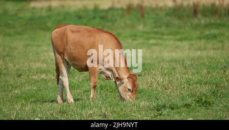 Braunes Kalb beim Fressen und Beweiden auf grünem Ackerland auf dem Land. Kuh oder Vieh auf einem offenen, leeren und abgeschiedenen grünen Wiese oder stehen Stockfoto