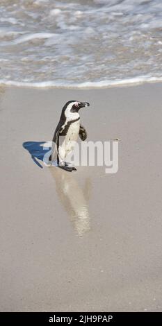 Ein kleiner schwarzer Pinguin am Boulders Beach, Südafrika an einem sonnigen Sommertag. Ein arktisches Tier, das im Frühling am Ufer des Ozeans herumläuft. Ein Stockfoto