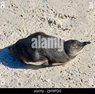 Luftaufnahme eines Pinguins am Boulders Beach in Südafrika. Vögel genießen und auf dem Sand an einem leeren Strand am Meer sitzen. Tier in einem abgelegenen und Stockfoto