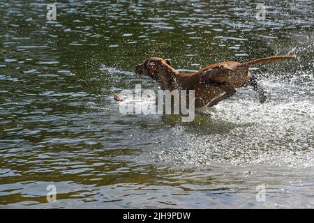 Hund springt ins Wasser mit viel Spritzwasser, Spaß und Erfrischung am See im heißen Sommer, Kopierraum, ausgewählter Fokus, Bewegungsunschärfe Stockfoto