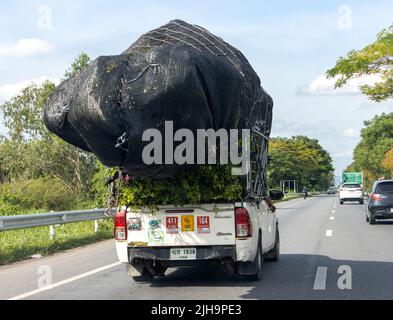 THAILAND, 11 2022. JUNI, Ein Pick-up-Truck voll beladen von Bäumen fahren auf der Autobahn Stockfoto