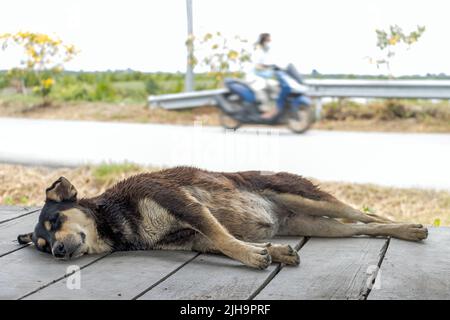 Ein müder Hund, der auf der hölzernen Veranda eines Landhauses am Straßenrand ruht. Stockfoto