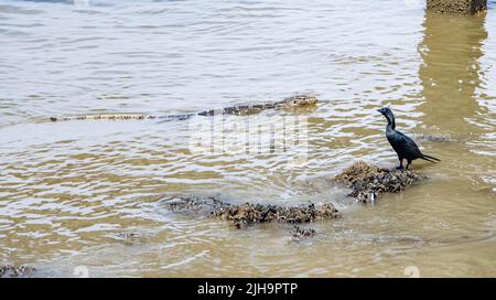 Ein kleiner Kormoran (Phalacrocorax niger) beobachtet den Echsenwassermonitor (Varanus-Salvator), der in Thailand herumschwimmt Stockfoto