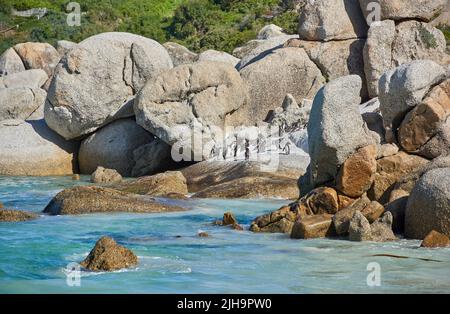 Pinguine am Boulders Beach in Südafrika. Vögel genießen und spielen auf den Felsen an einem leeren Strand am Meer. Tiere auf einer abgelegenen und abgeschiedenen Stockfoto