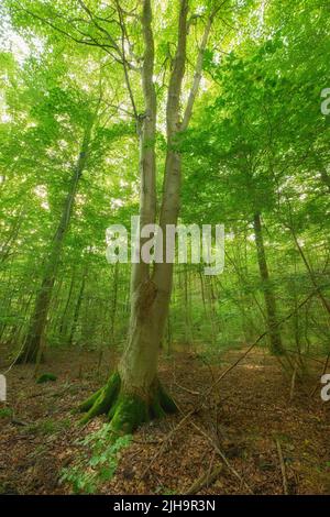 Moos bedeckt eine Birke im abgelegenen Wald, Umweltschutz und Naturschutzgebiet. Wälder mit feuchten Algen und Pilzwachstum in heiter Stockfoto