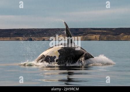 Südlicher rechter Walsprung, Halbinsel Valdes, UNESCO-Weltkulturerbe, Patagonien, Argentinien. Stockfoto