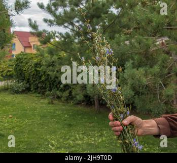 Eine Apothekerin hält in ihrer Hand eine blühende Zichorie, eine gewöhnliche Zichorie (Cichorium intybus). Honigpflanze (Nektar und Pollen). Kaffeeersatz. Stockfoto