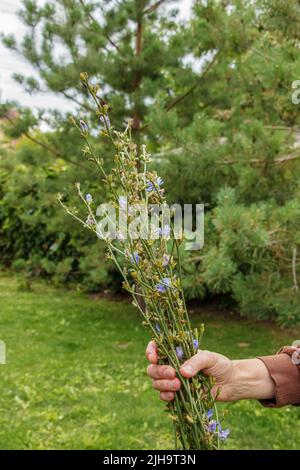 Eine Apothekerin hält in ihrer Hand eine blühende Zichorie, eine gewöhnliche Zichorie (Cichorium intybus). Honigpflanze (Nektar und Pollen). Kaffeeersatz. Stockfoto