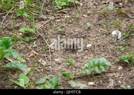 Detaillierte Nahaufnahme eines gesprenkelten Waldschmetterlings (Pararge aegeria) Stockfoto