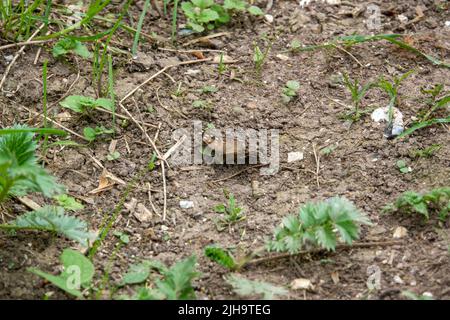 Detaillierte Nahaufnahme eines gesprenkelten Waldschmetterlings (Pararge aegeria) Stockfoto