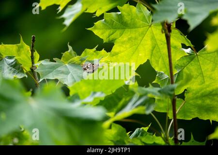 Detaillierte Nahaufnahme eines gesprenkelten Waldschmetterlings (Pararge aegeria) Stockfoto