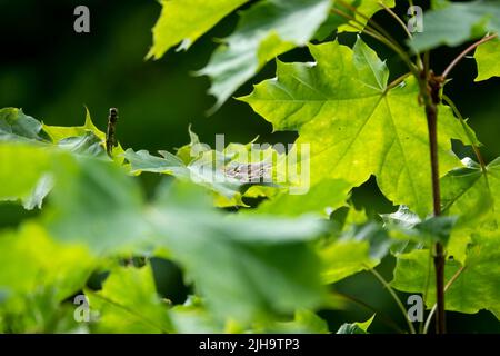 Detaillierte Nahaufnahme eines gesprenkelten Waldschmetterlings (Pararge aegeria) Stockfoto