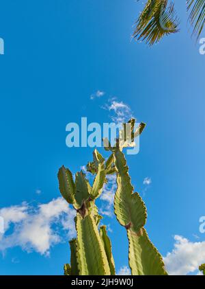 Grüne saftige Kaktuspflanzen wachsen vor blauem Himmel mit Wolken und kopieren Raum Hintergrund in La Palma, Spanien. Niedriger Winkel von pulsierenden opuntia-Kakteen Stockfoto