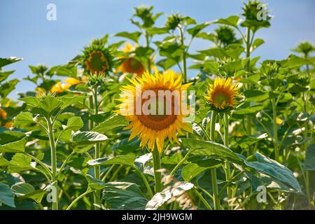 Sonnenblumen, die im Sommer in einem Garten oder Feld vor einem blauen Himmel wachsen. Landwirtschaft Anbau von Ölsaatenpflanzen, die zur Herstellung von Speiseöl verwendet werden Stockfoto