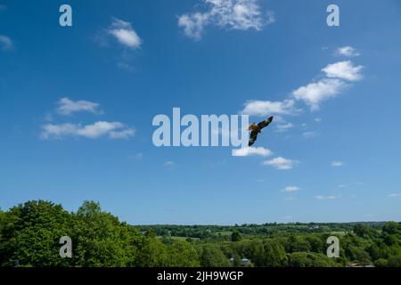 Ein roter Drachen (Milvus milvus) in Flugdemonstration Stockfoto