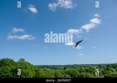 Ein roter Drachen (Milvus milvus) in Flugdemonstration Stockfoto