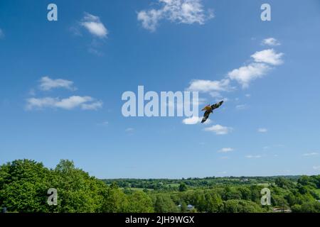 Ein roter Drachen (Milvus milvus) in Flugdemonstration Stockfoto