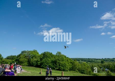 Ein roter Drachen (Milvus milvus) in Flugdemonstration Stockfoto