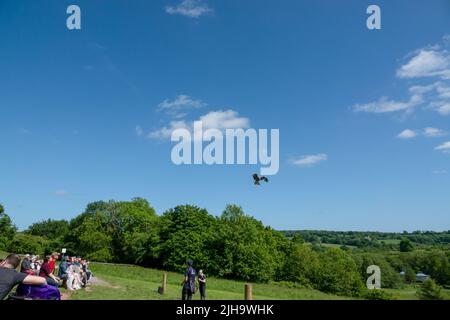 Ein roter Drachen (Milvus milvus) in Flugdemonstration Stockfoto