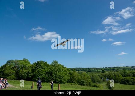 Ein roter Drachen (Milvus milvus) in Flugdemonstration Stockfoto