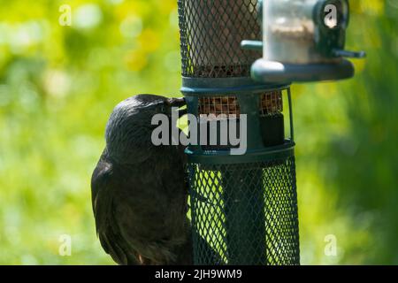 Nahaufnahme einer Jackdaw (Corvus monedula), die sich an der Seite eines Samenzufuhrers festklammert Stockfoto