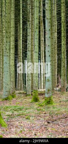 Blick auf einen bezaubernden bepflanzten Wald mit Bäumen in Dänemark. Abgelegene, leere und menschenleere Wälder mit kultivierten Pinien in seiner natürlichen Stockfoto