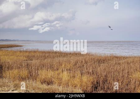Landschaft eines Sees mit Schilf vor einem bewölkten Horizont am Meer. Ruhiger Sumpf an einem bewölkten Tag im Winter mit wildem, trockenem Gras in Dänemark Stockfoto