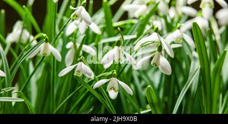 Nahaufnahme von weißen Schneeglöckchen oder galanthus nivalis, die im Frühling in der Natur blühen. Bauchige, mehrjährige und krautige Pflanze aus dem Stockfoto