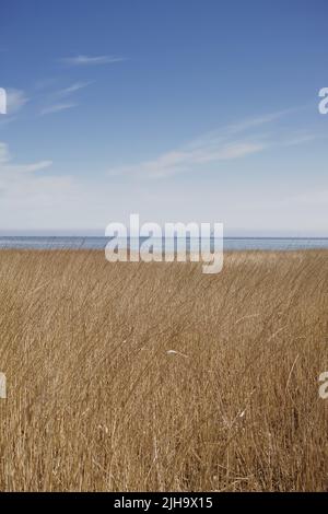 Schilflandschaft an einem See vor blauem Himmel Hintergrund mit Copyspace am Meer. Ruhiges Sumpfgebiet mit wildem Trockengras in Kattegat, Jütland, Dänemark Stockfoto