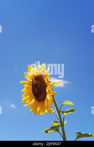 Gelbe Sonnenblume an einem sonnigen Tag mit einer Honigbiene auf der Blume und einem wunderschönen blauen Himmel im Hintergrund Stockfoto